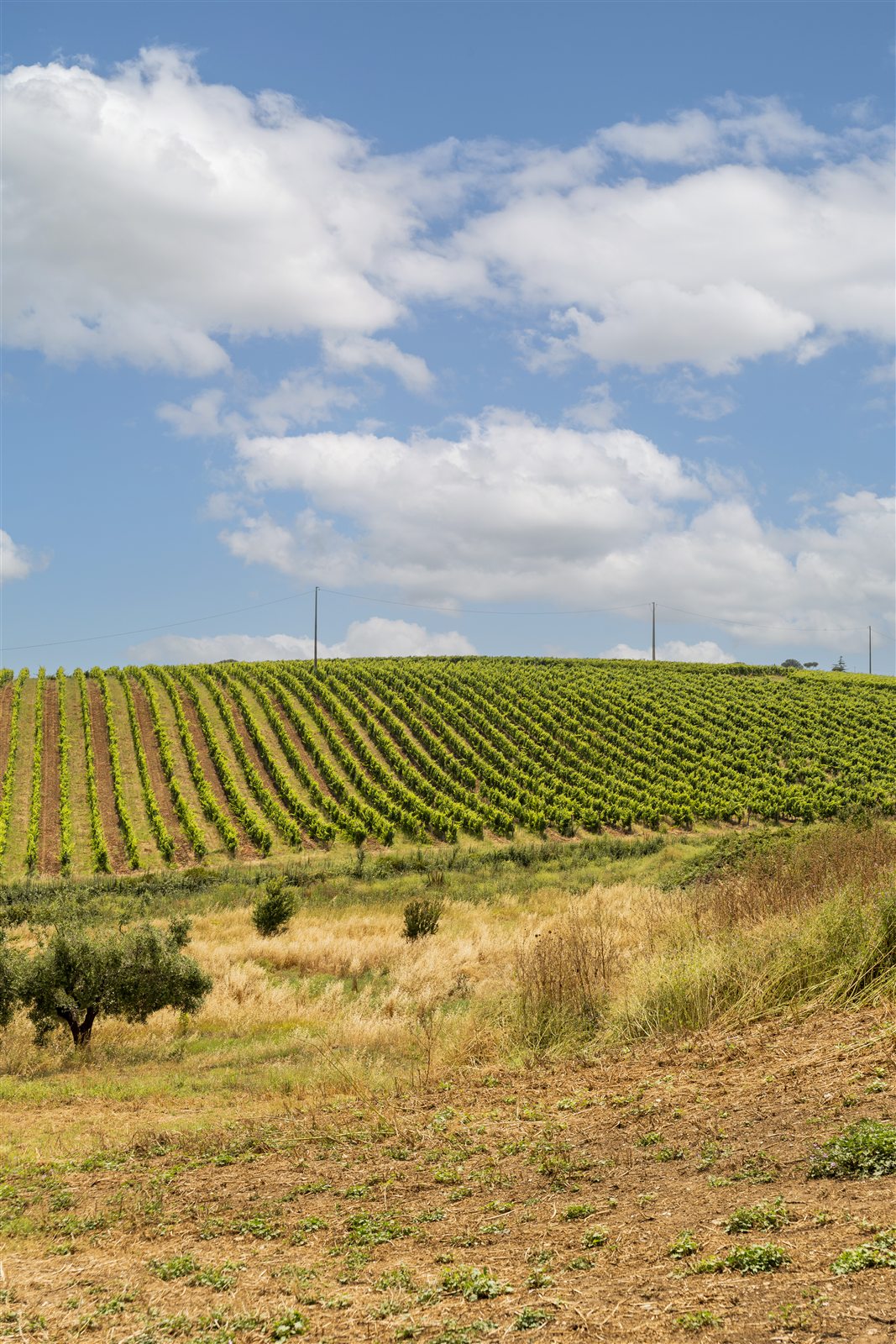 I vigneti nel paesaggio dei Castelli Romani